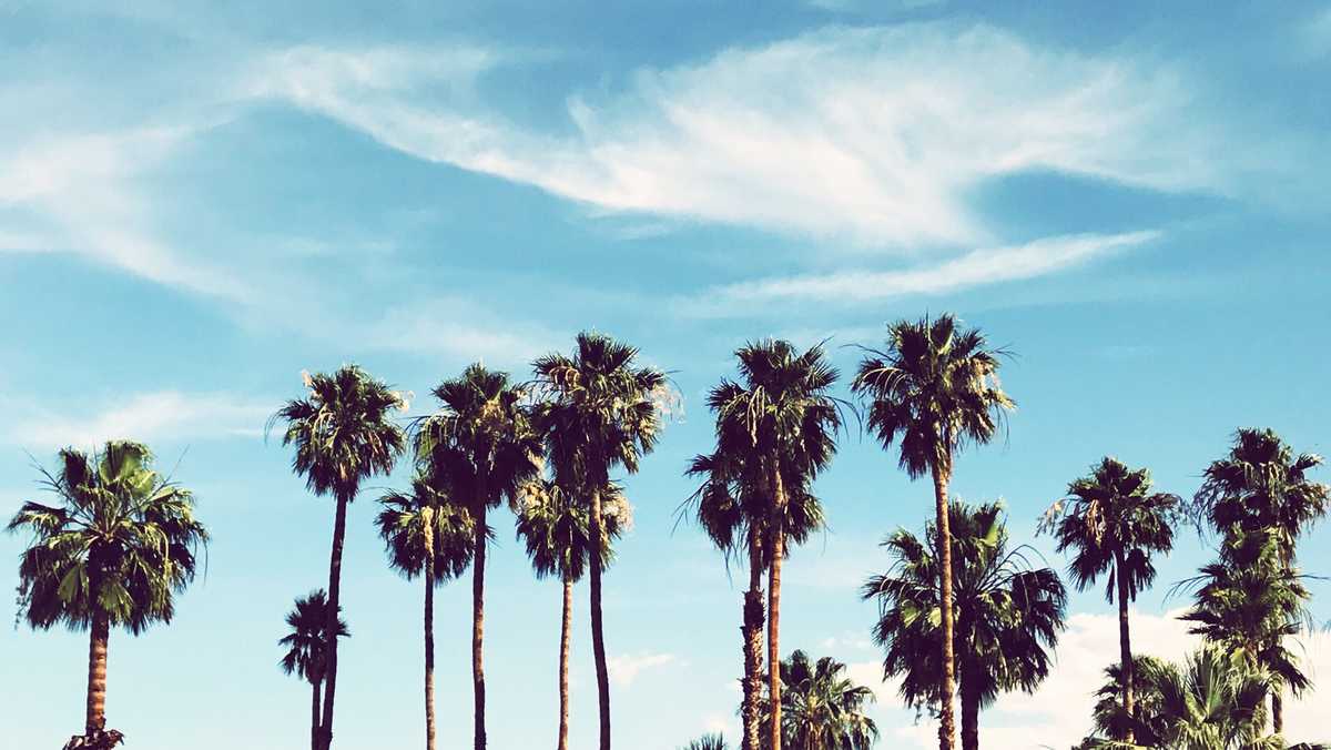 Falling palm tree kills woman in hammock in Florida