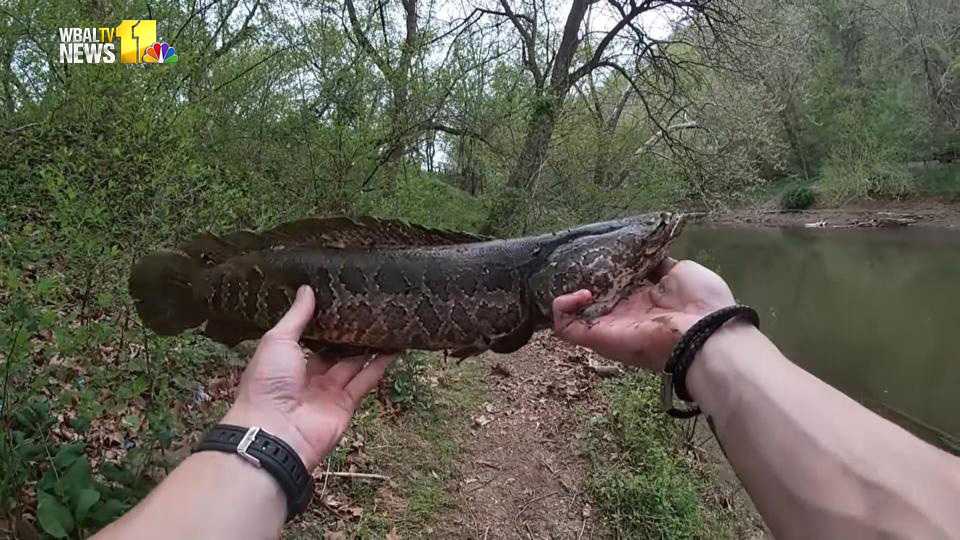 Fisherman Says Snakehead Fish Not As Dangerous As Believed