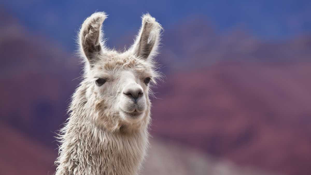 Study: Llama antibodies show promise in blocking coronavirus from ...