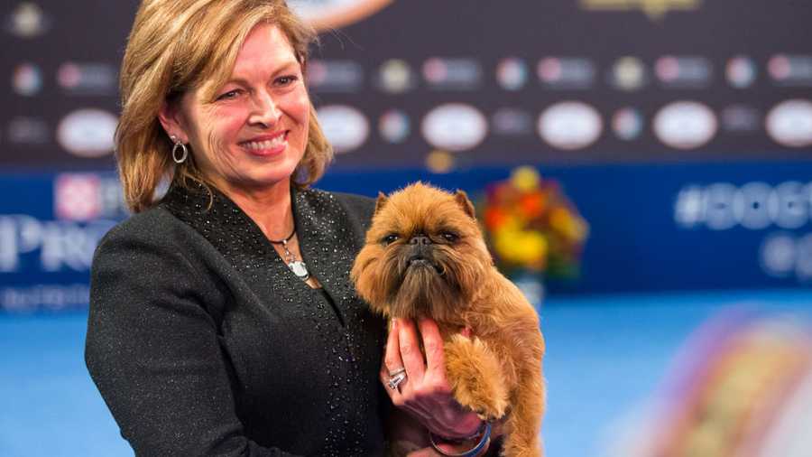 Newton the Brussels Griffon wins Best in Show at the National Dog Show