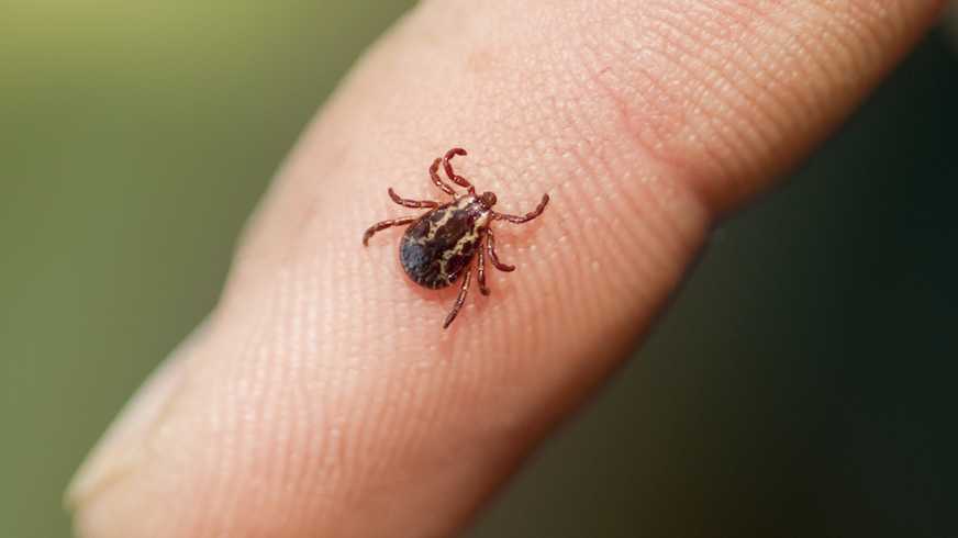 Infectious disease expert's advice at start of tick season in Massachusetts