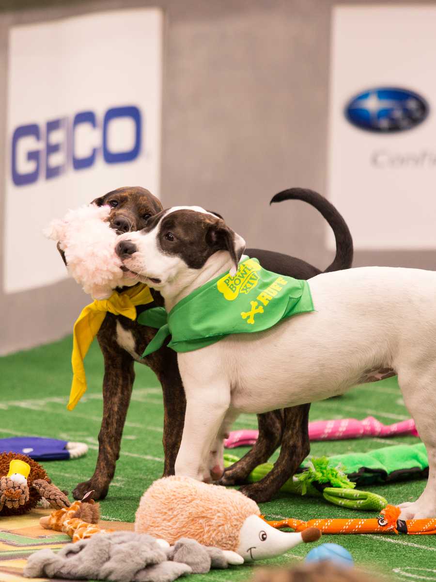 Behind the scenes at the puppy bowl