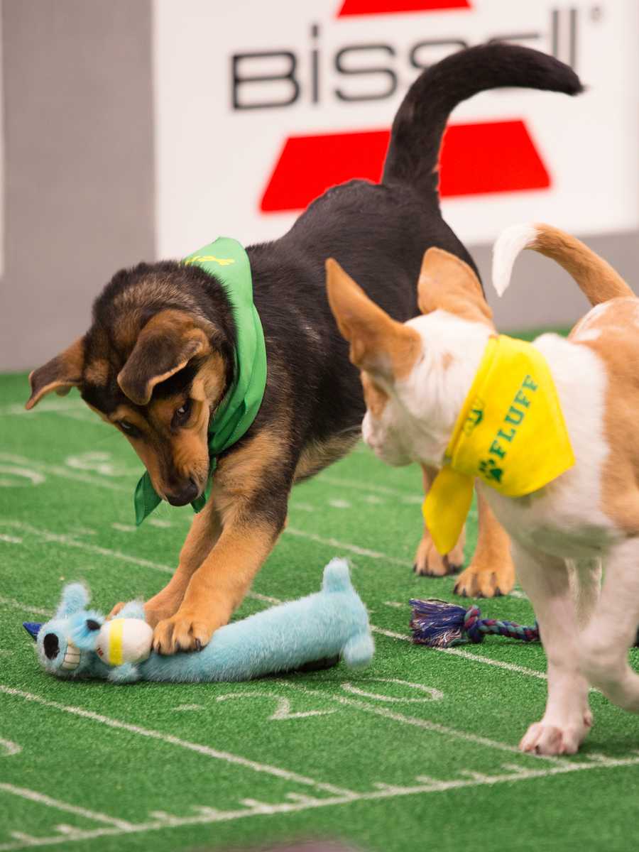 Behind the scenes at the puppy bowl