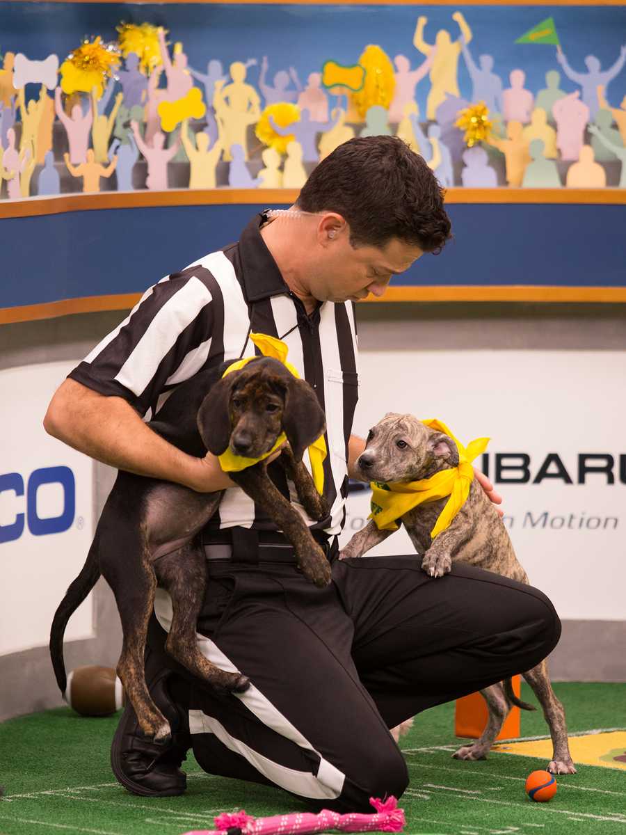Behind the scenes at the puppy bowl