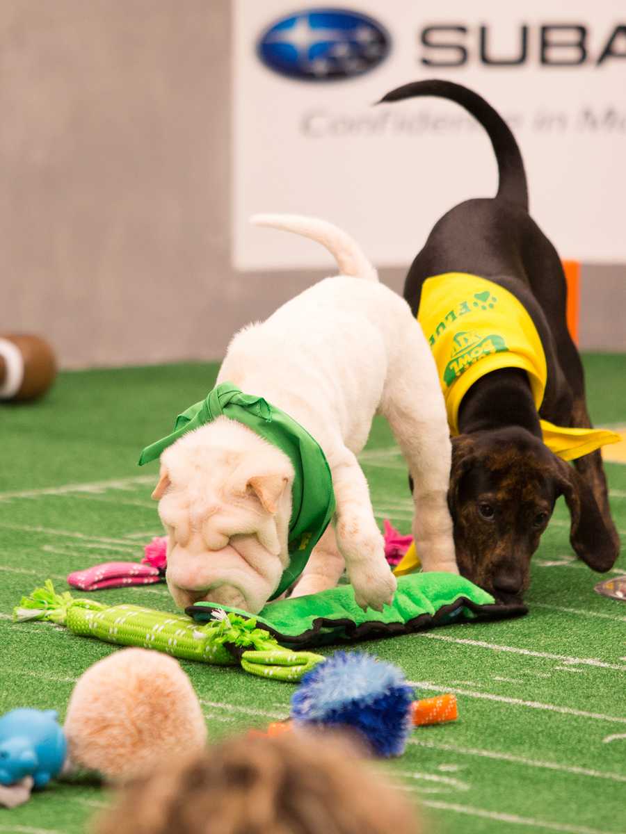 Behind the scenes at the puppy bowl