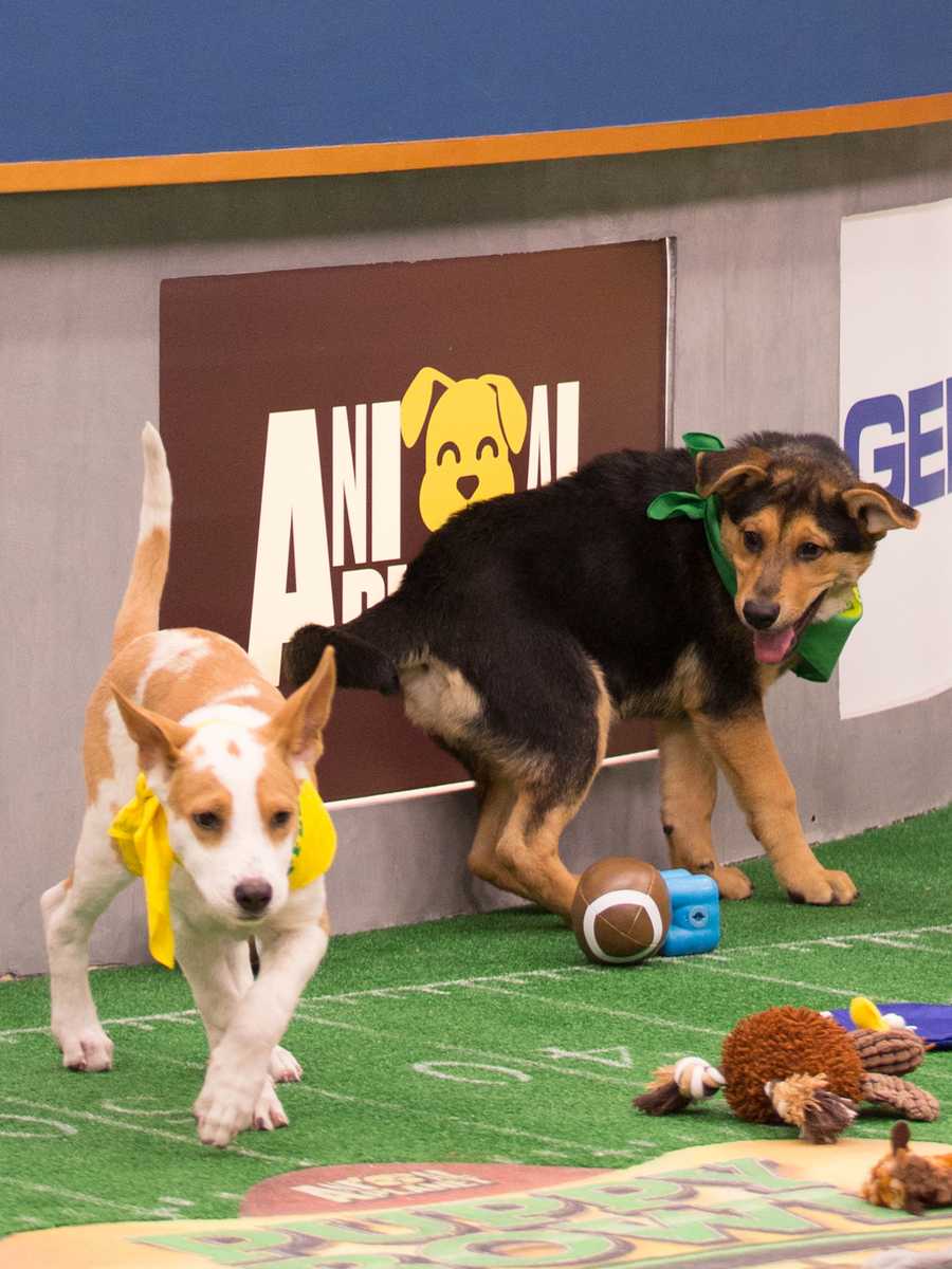 Behind the scenes at the puppy bowl