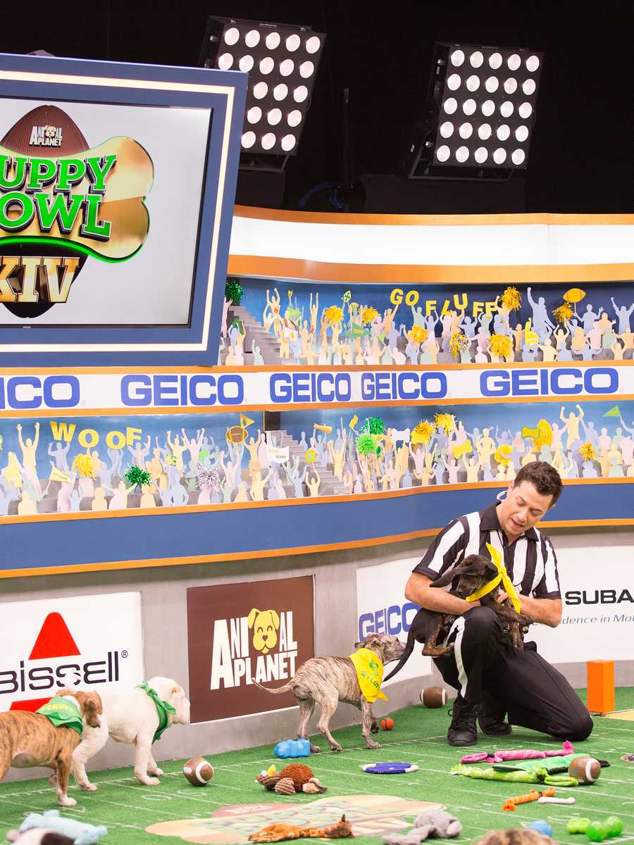 Behind the scenes at the puppy bowl