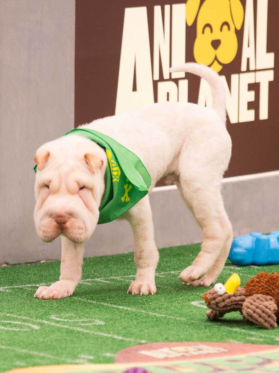 Behind the scenes at the puppy bowl 2018