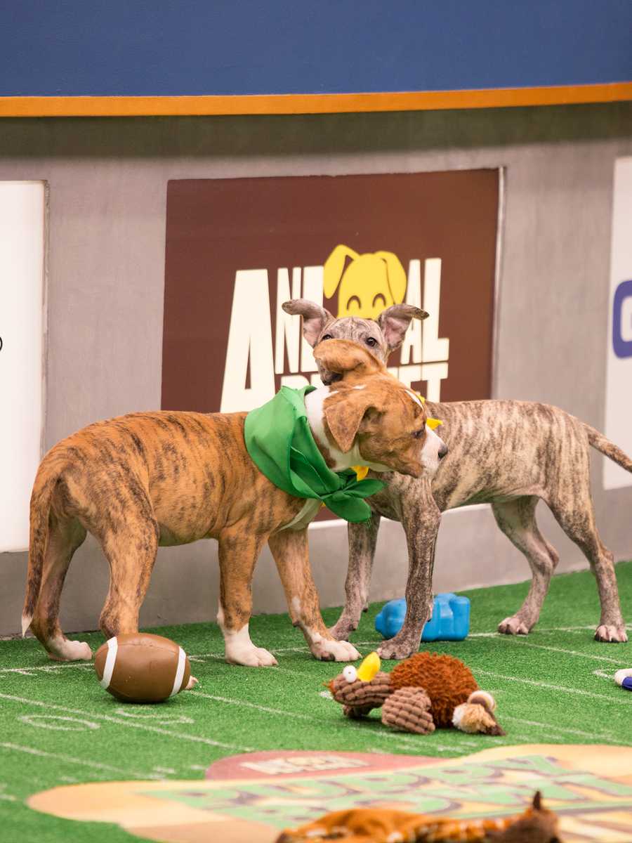 Behind the scenes at the puppy bowl 2018