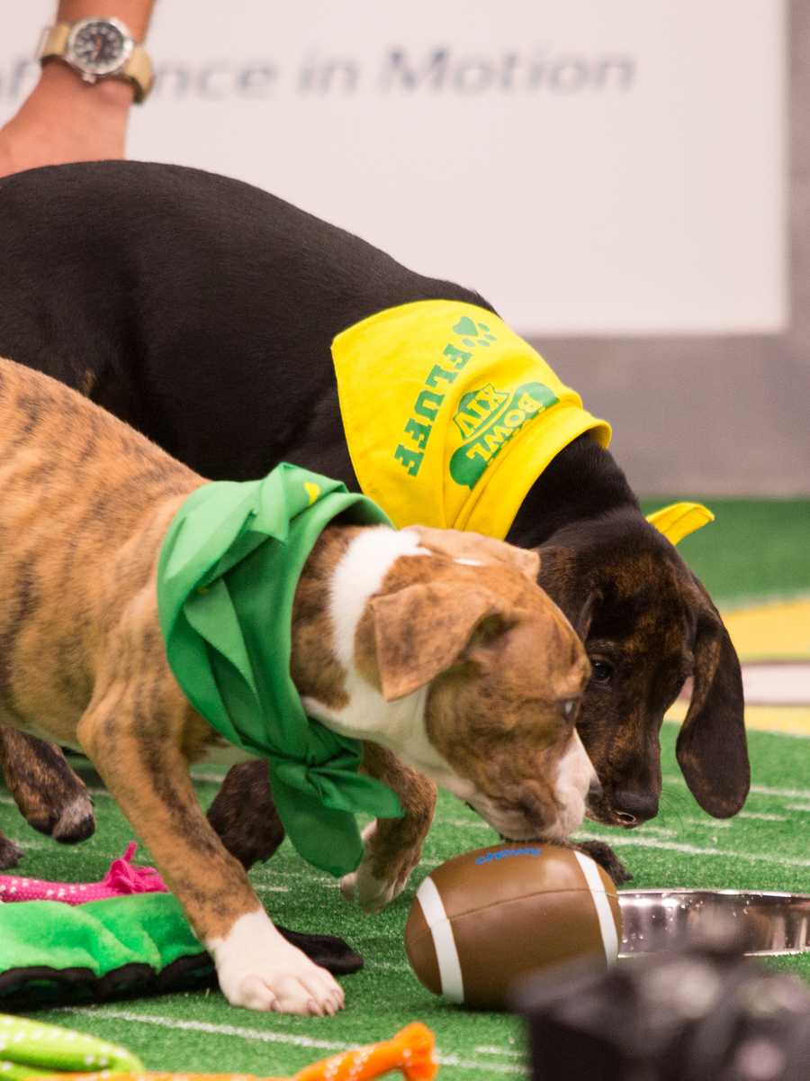 Behind the scenes at the puppy bowl 2018