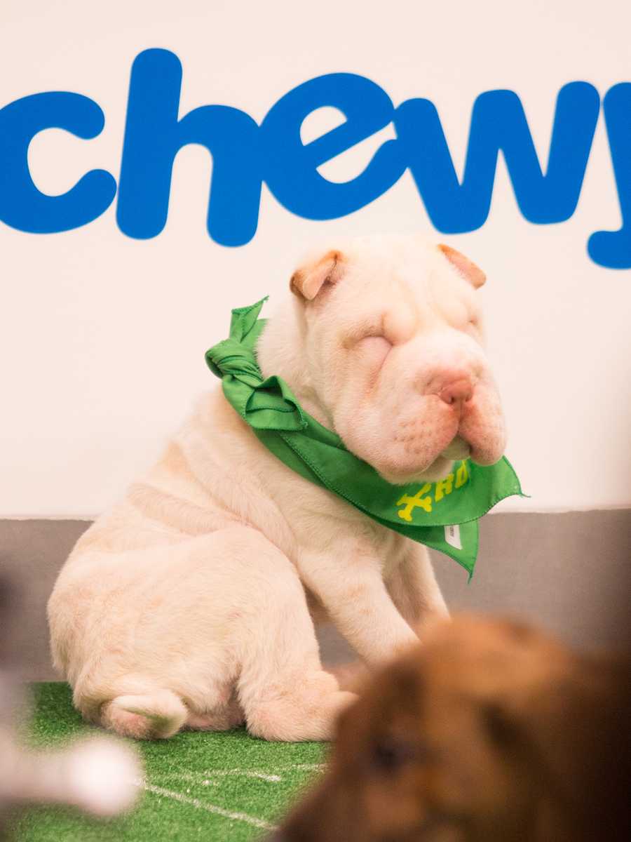 Behind the scenes at the puppy bowl 2018