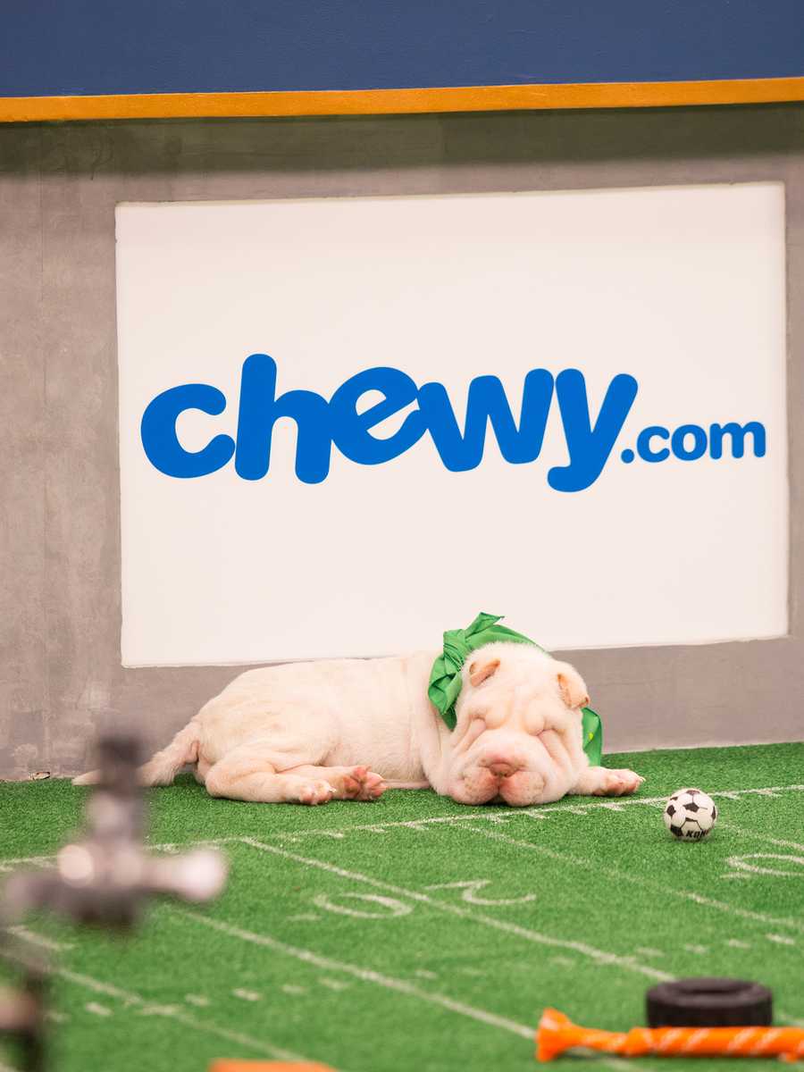Behind the scenes at the puppy bowl 2018