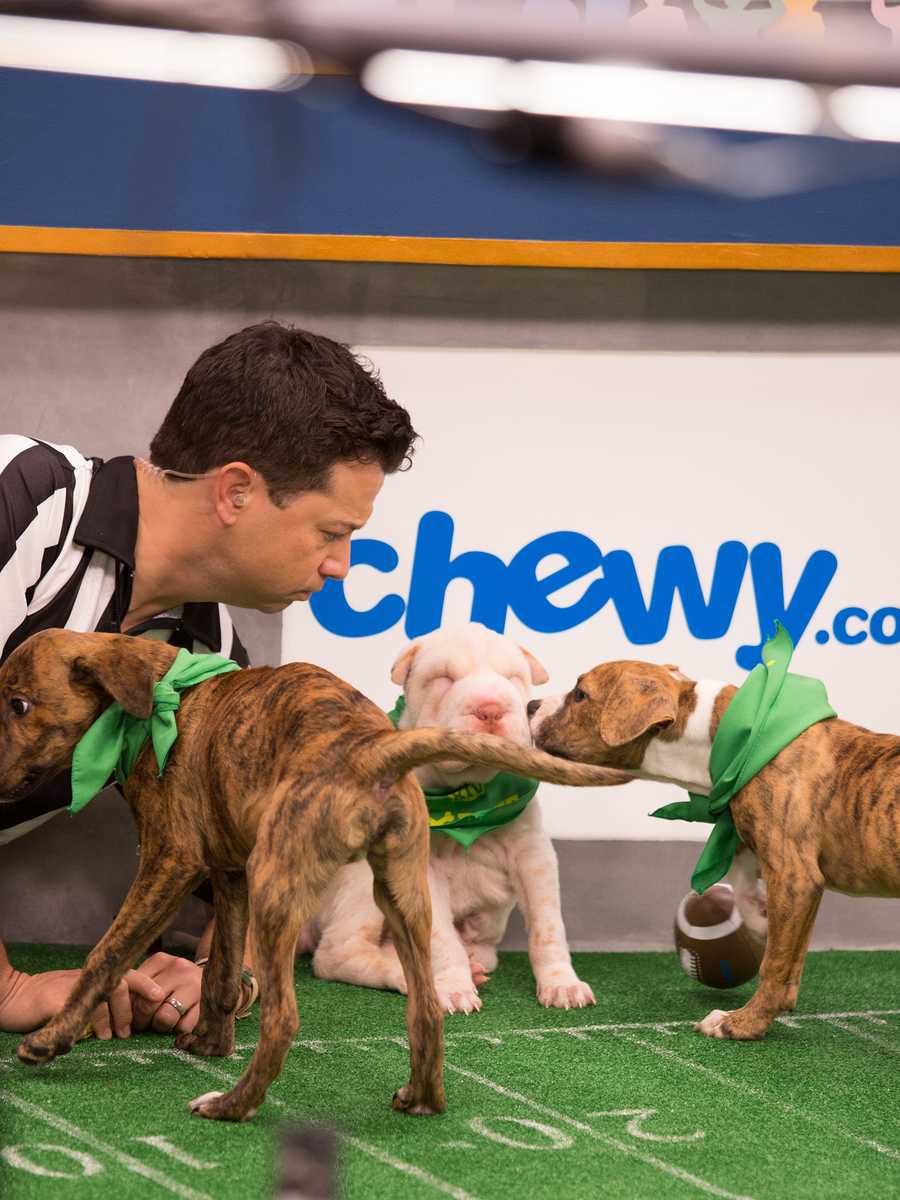 Behind the scenes at the puppy bowl 2018