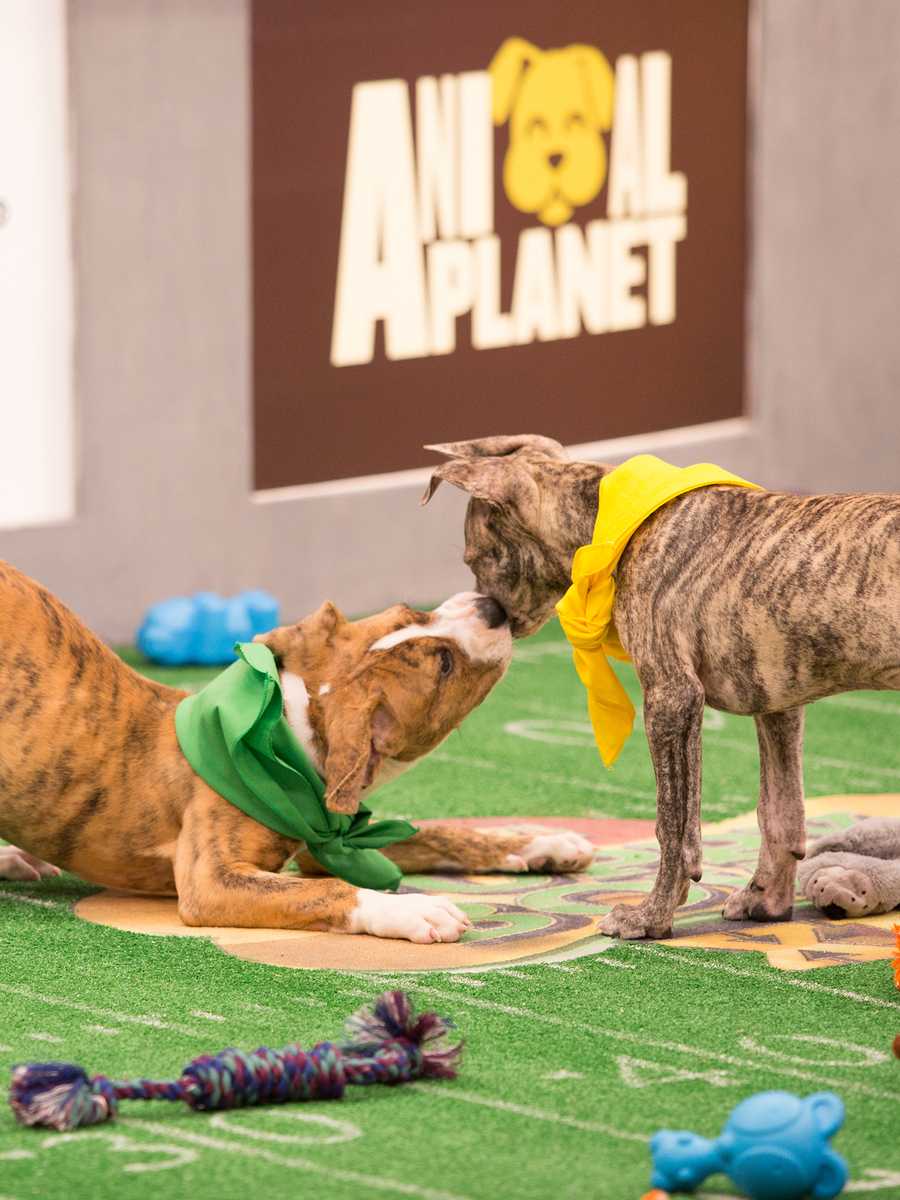 Behind the scenes at the puppy bowl 2018