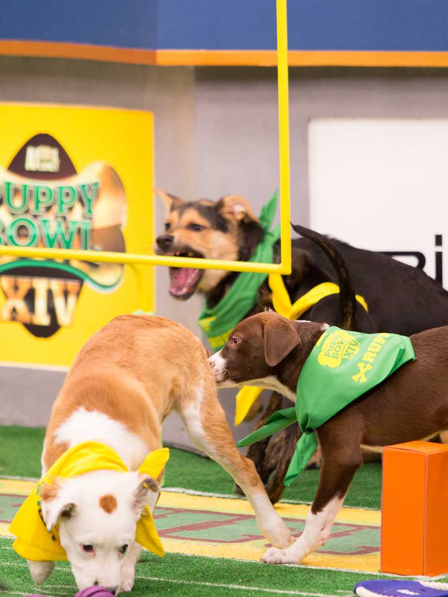 Behind the scenes at the puppy bowl 2018