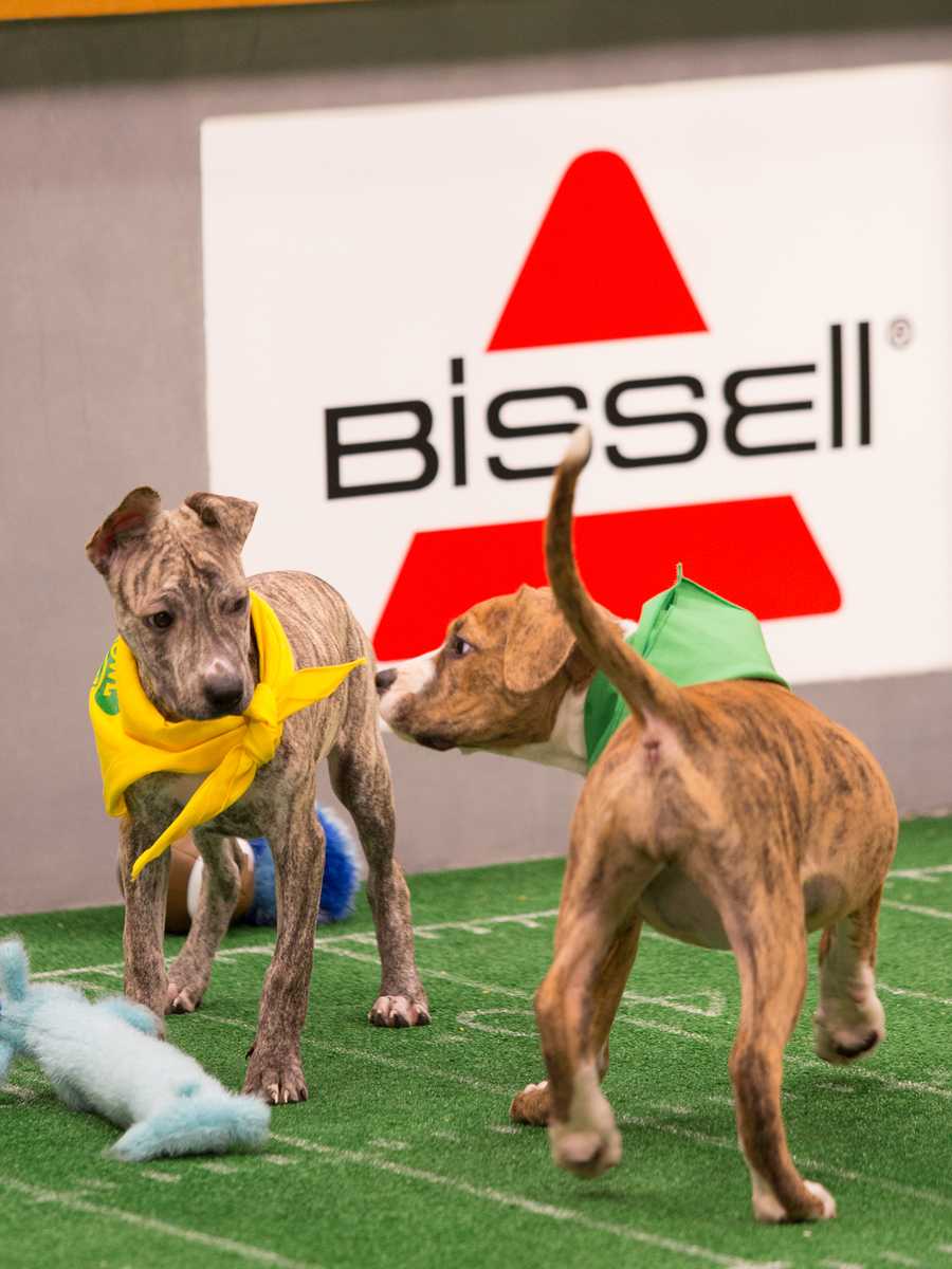 Behind the scenes at the puppy bowl 2018