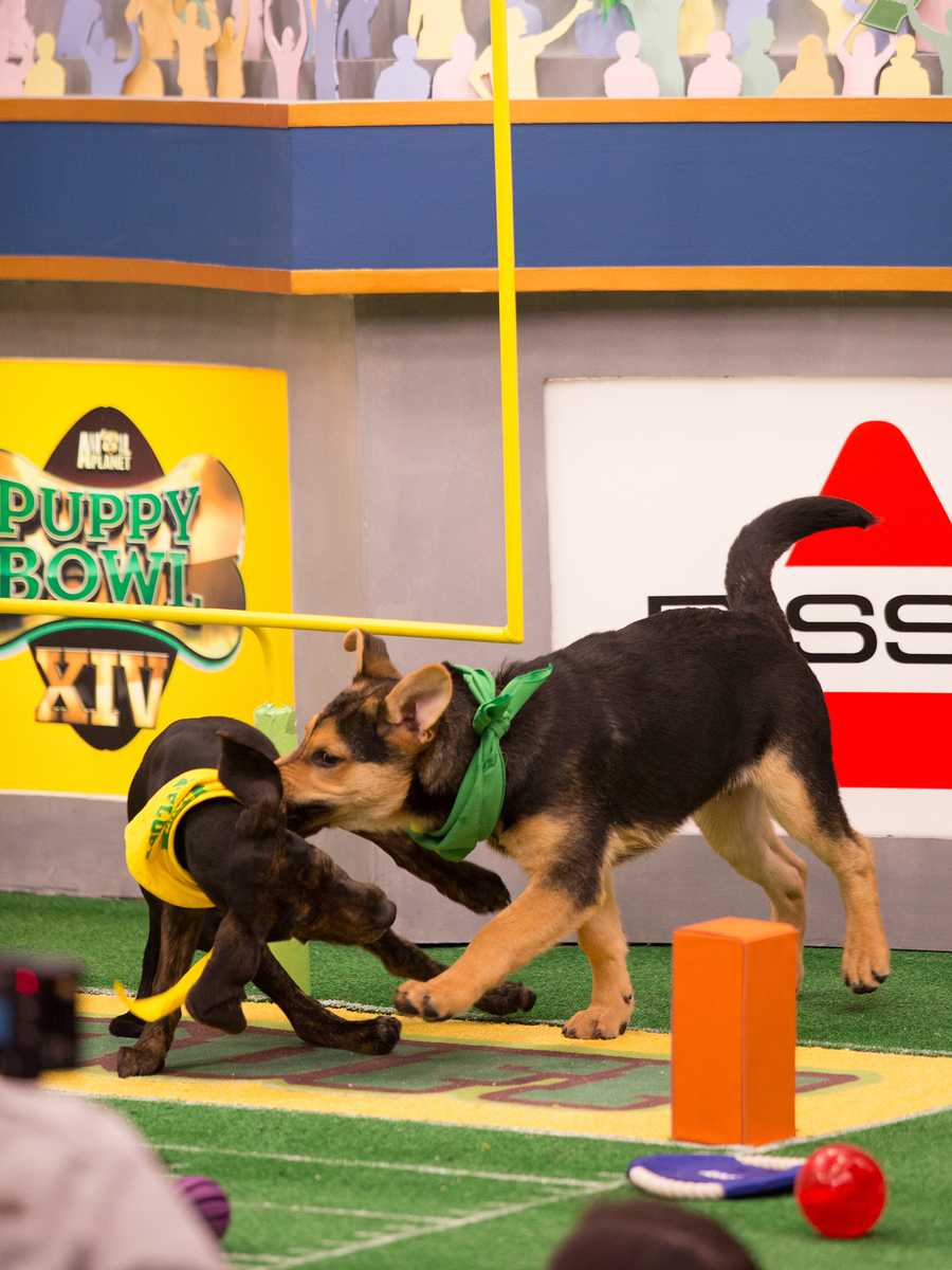 Behind the scenes at the puppy bowl 2018