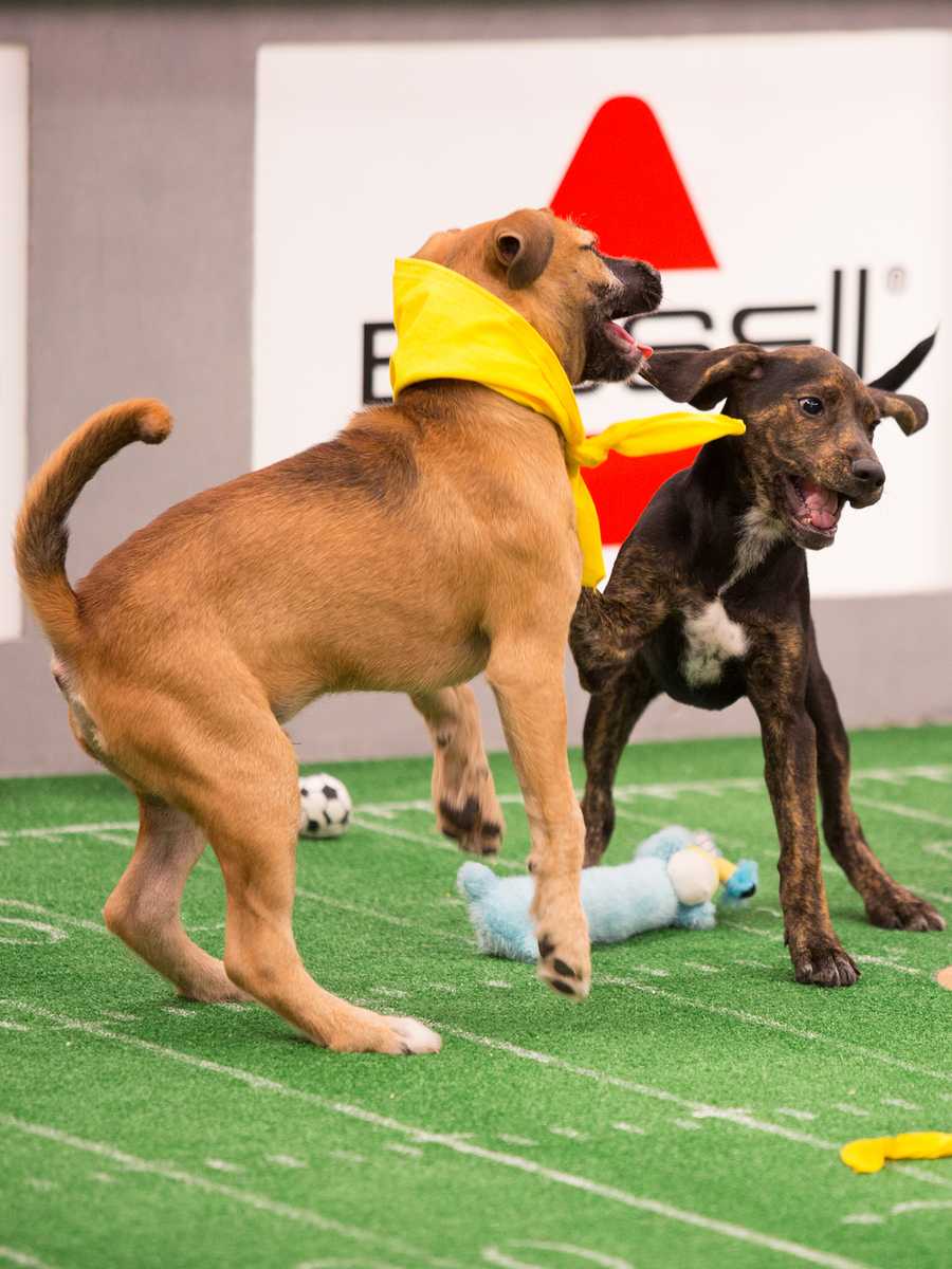 Behind the scenes at the puppy bowl 2018