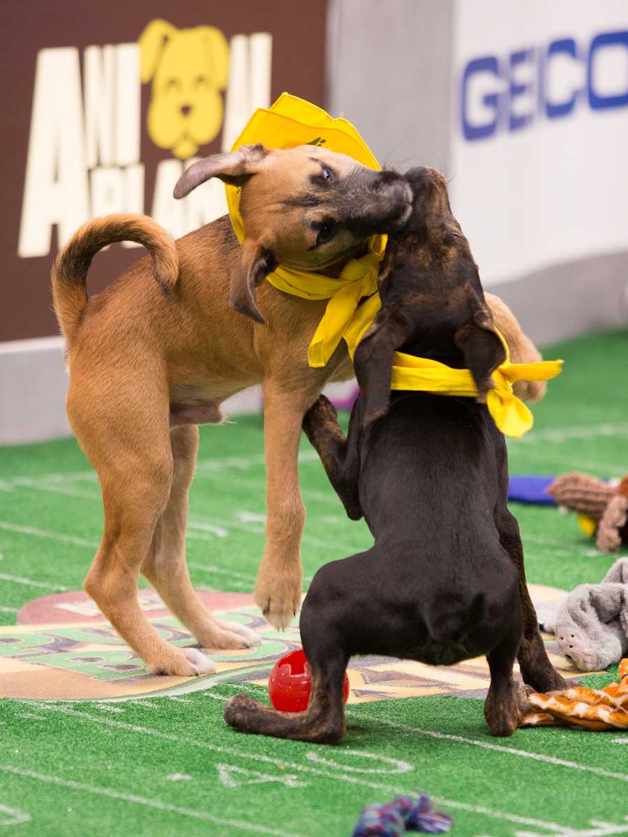 Behind the scenes at the puppy bowl 2018