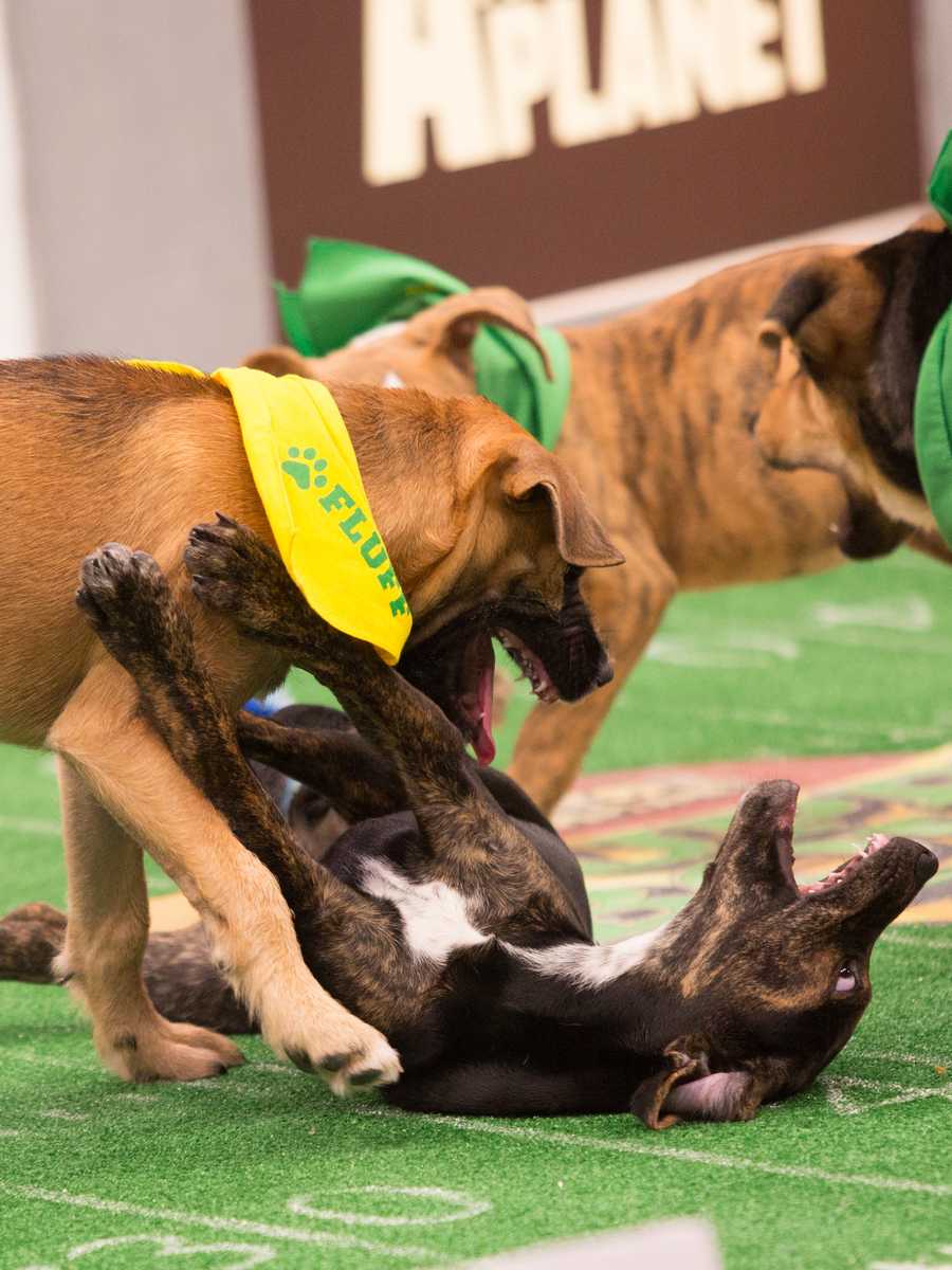 Behind the scenes at the puppy bowl 2018