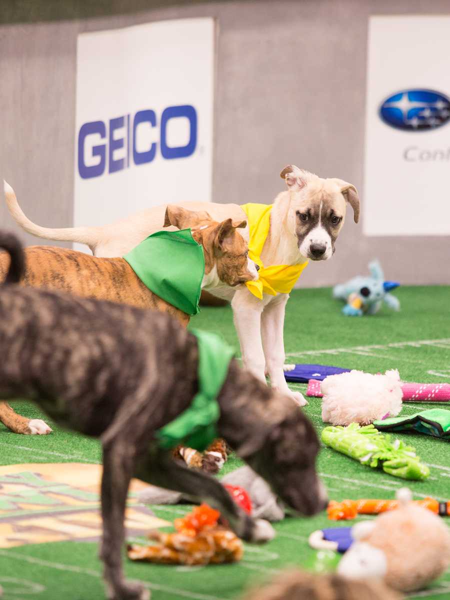 Behind the scenes at the puppy bowl 2018