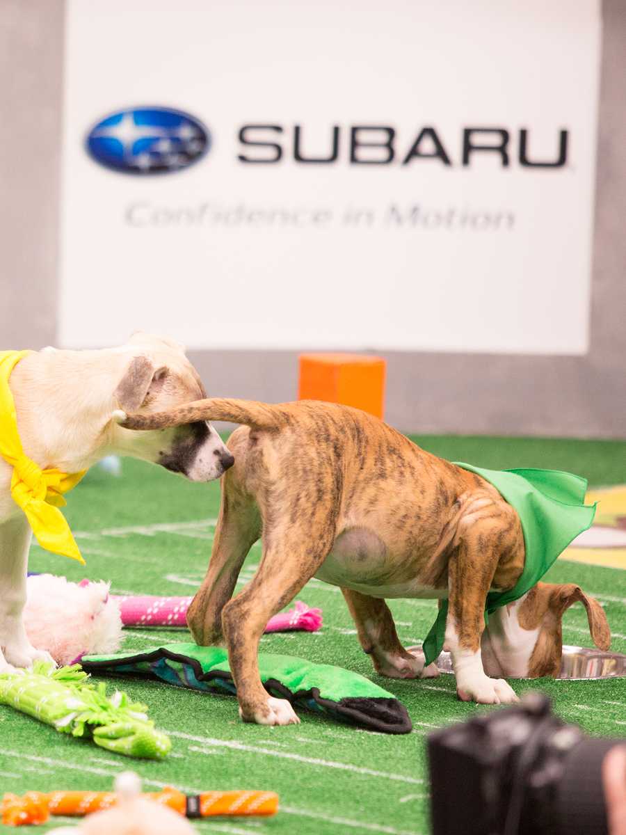 Behind the scenes at the puppy bowl 2018
