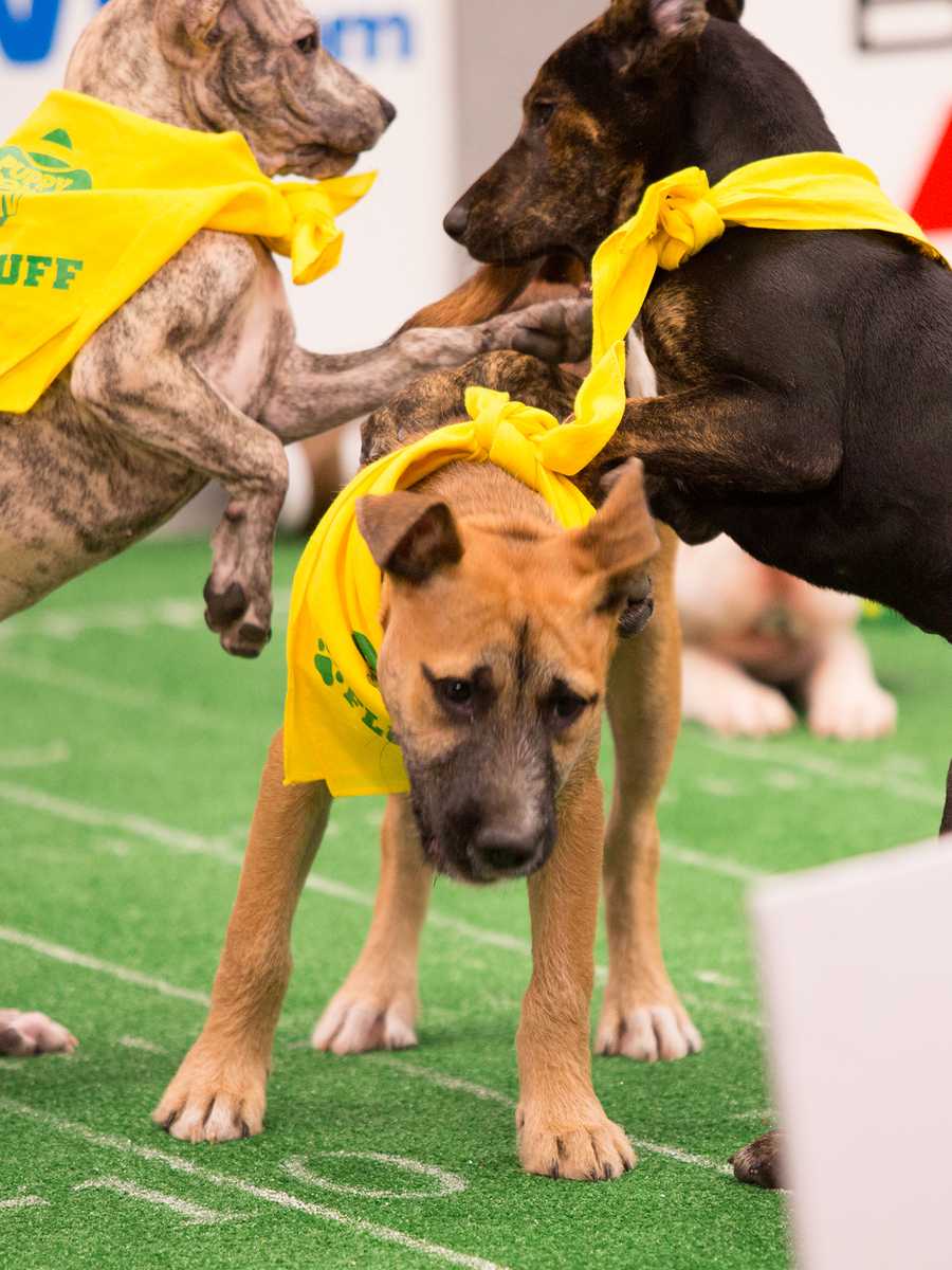 Behind the scenes at the puppy bowl 2018