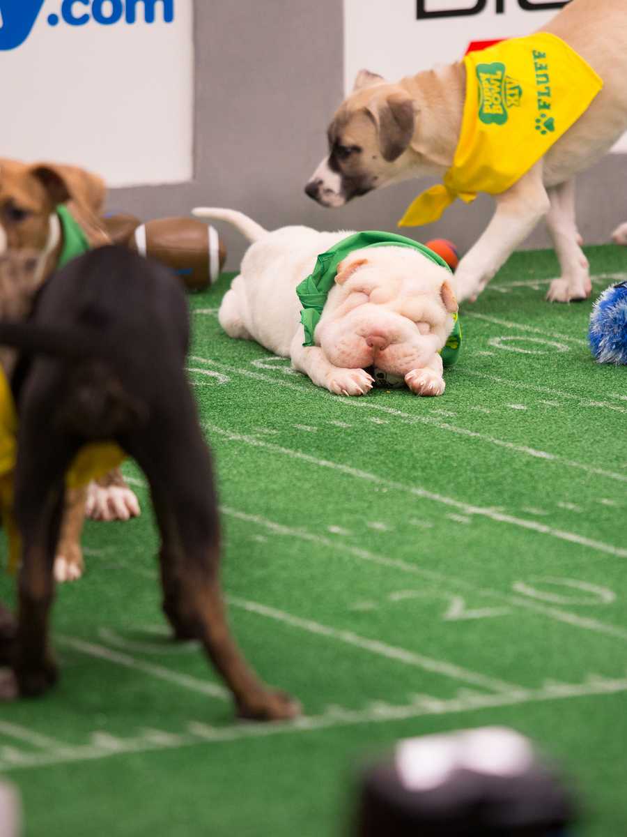 Behind the scenes at the puppy bowl 2018