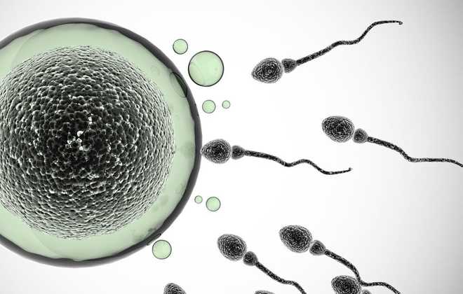 New&#x20;Part&#x20;of&#x20;Sperm&#x20;Discovered&#x00A0;