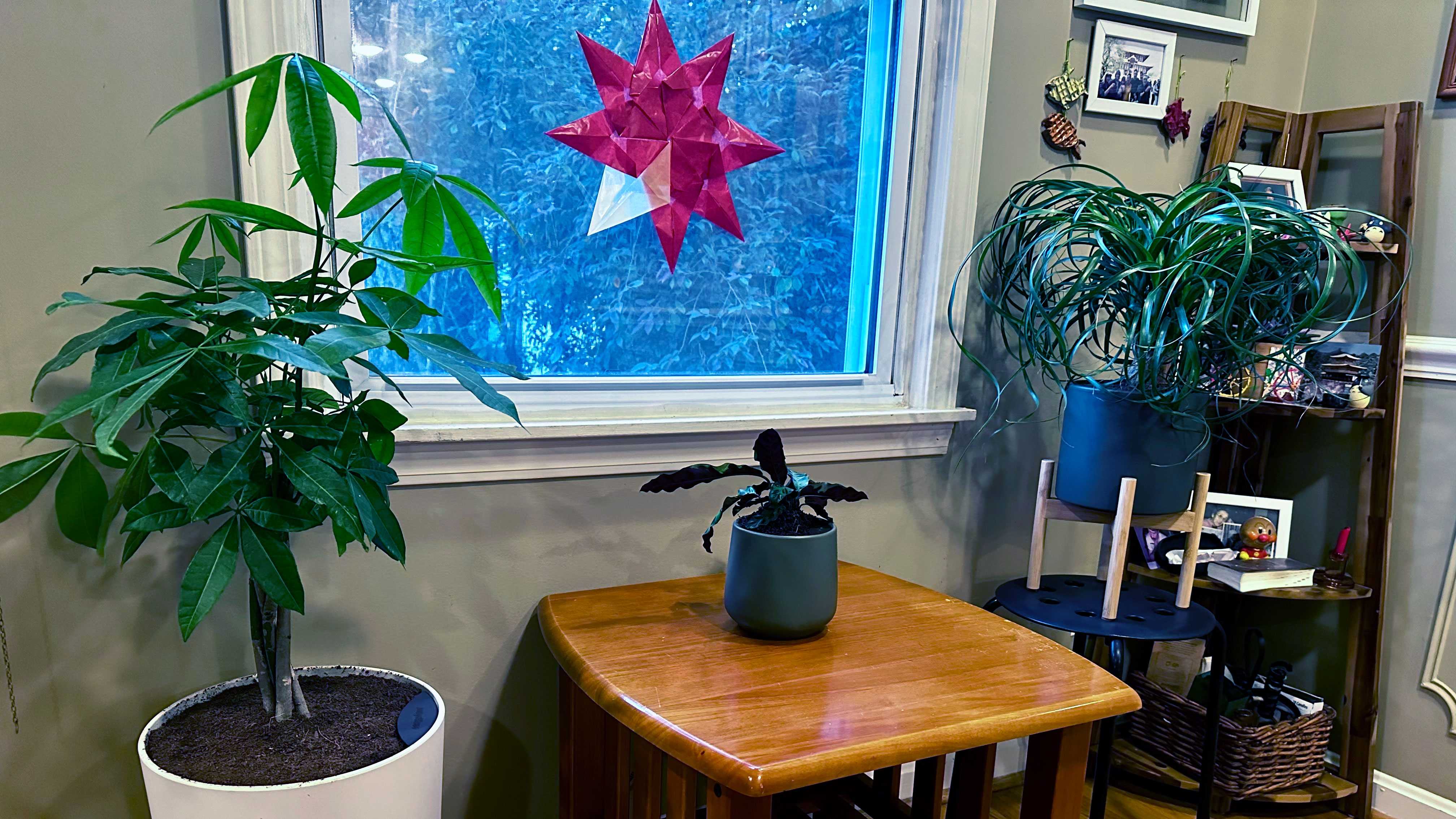Easyplant Review: We put a self-watering plant to the test - Vimarsana News