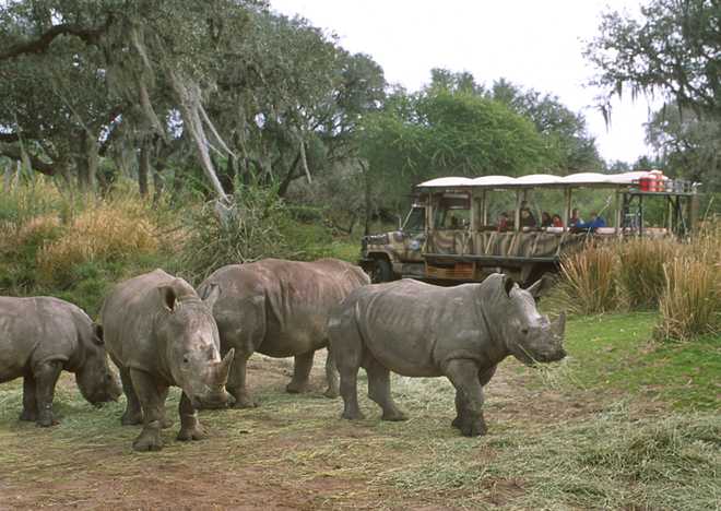 Rhinos&#x20;At&#x20;Animal&#x20;Kingdom&#x20;Theme&#x20;Park