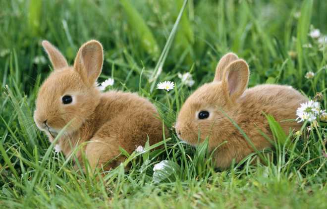 'Do bunnies lay eggs?': A surprising number of people don't know