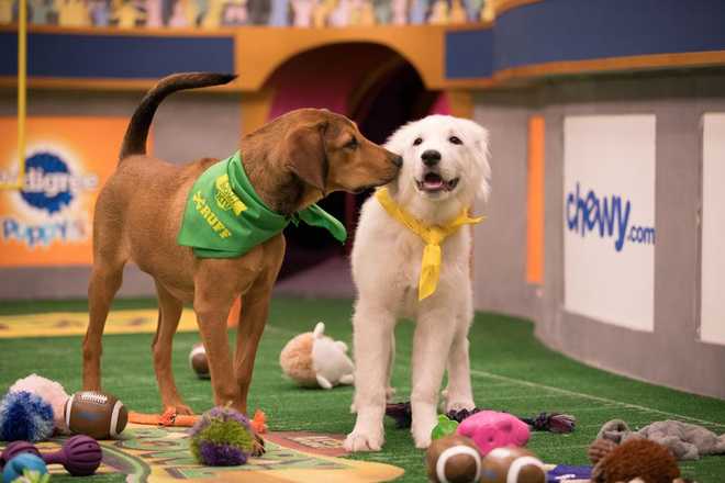 &#x200B;Barry,&#x20;left,&#x20;and&#x20;Olympia,&#x20;right,&#x20;get&#x20;affectionate&#x20;at&#x20;the&#x20;Puppy&#x20;Bowl.