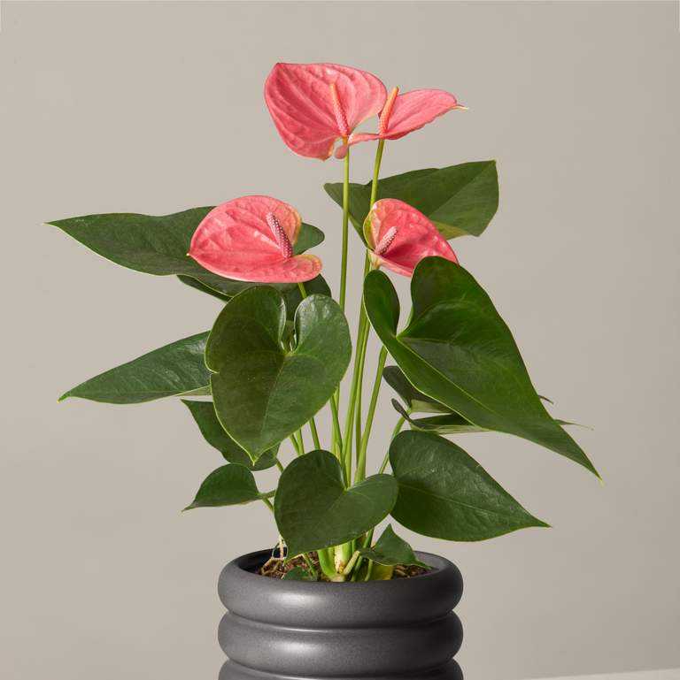 best bedroom plants pink anthuriam