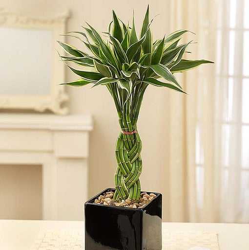 best bedroom plants bamboo