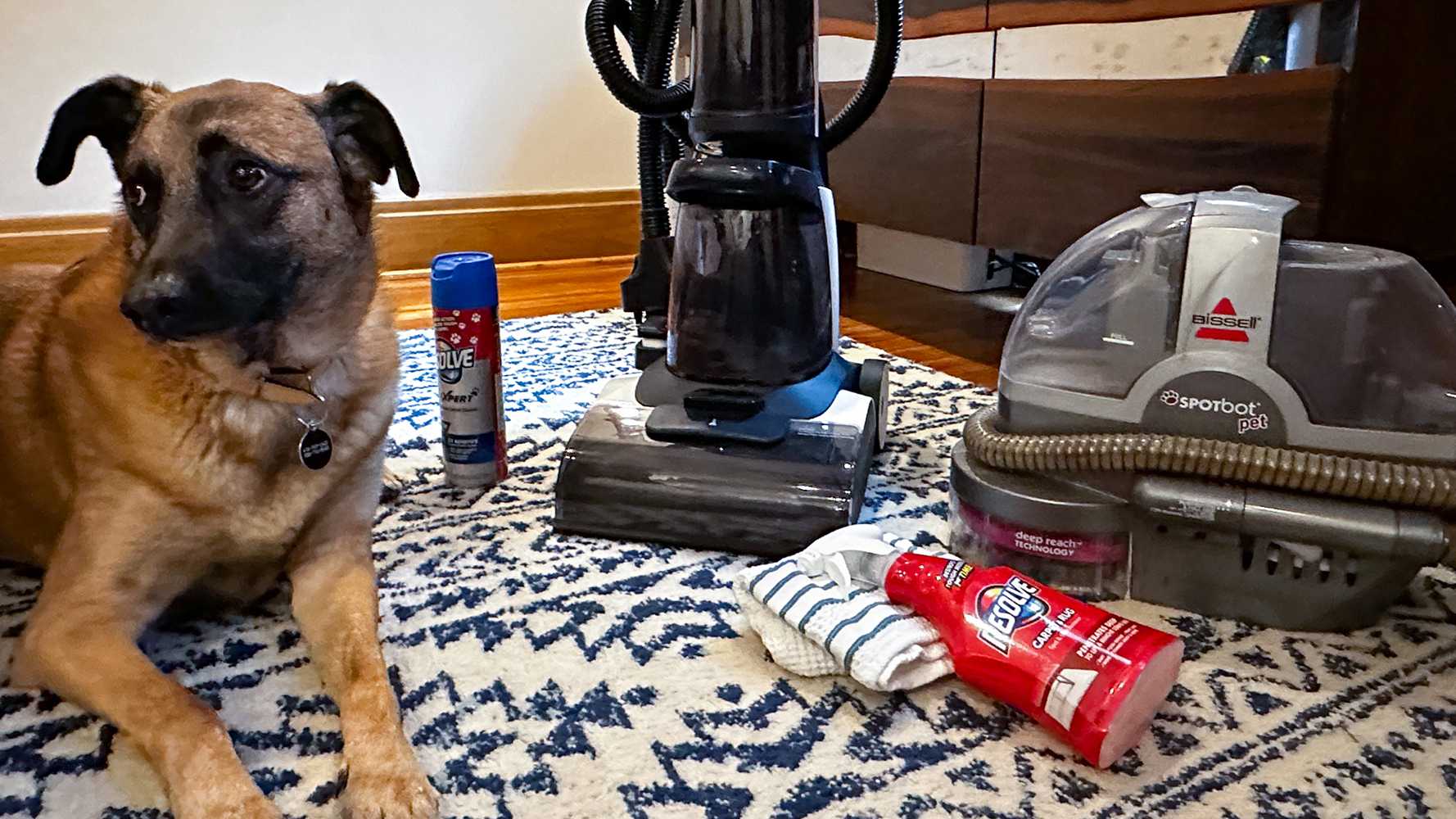 The Best Carpet Cleaners for Pets to Buy in 2023 - Vimarsana News