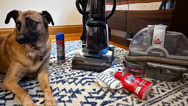The Best Carpet Cleaners for Pets to Buy in 2023 - Vimarsana News