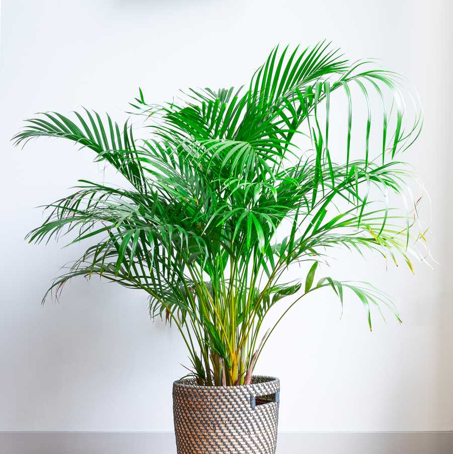 best bedroom plants bright living room with houseplant on the floor in a wicker basket