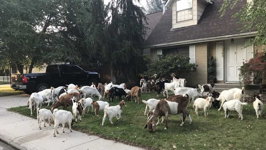 goats in idaho, goat, goats