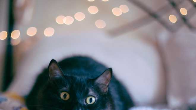 Christmas&#x20;cat&#x20;hunting