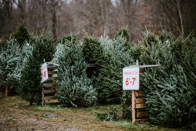 Necesitas lavar el árbol de navidad.