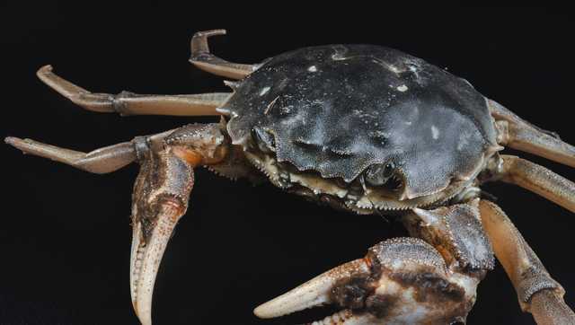 Crabs could be the unlikely hero the battery industry needs - Vimarsana News