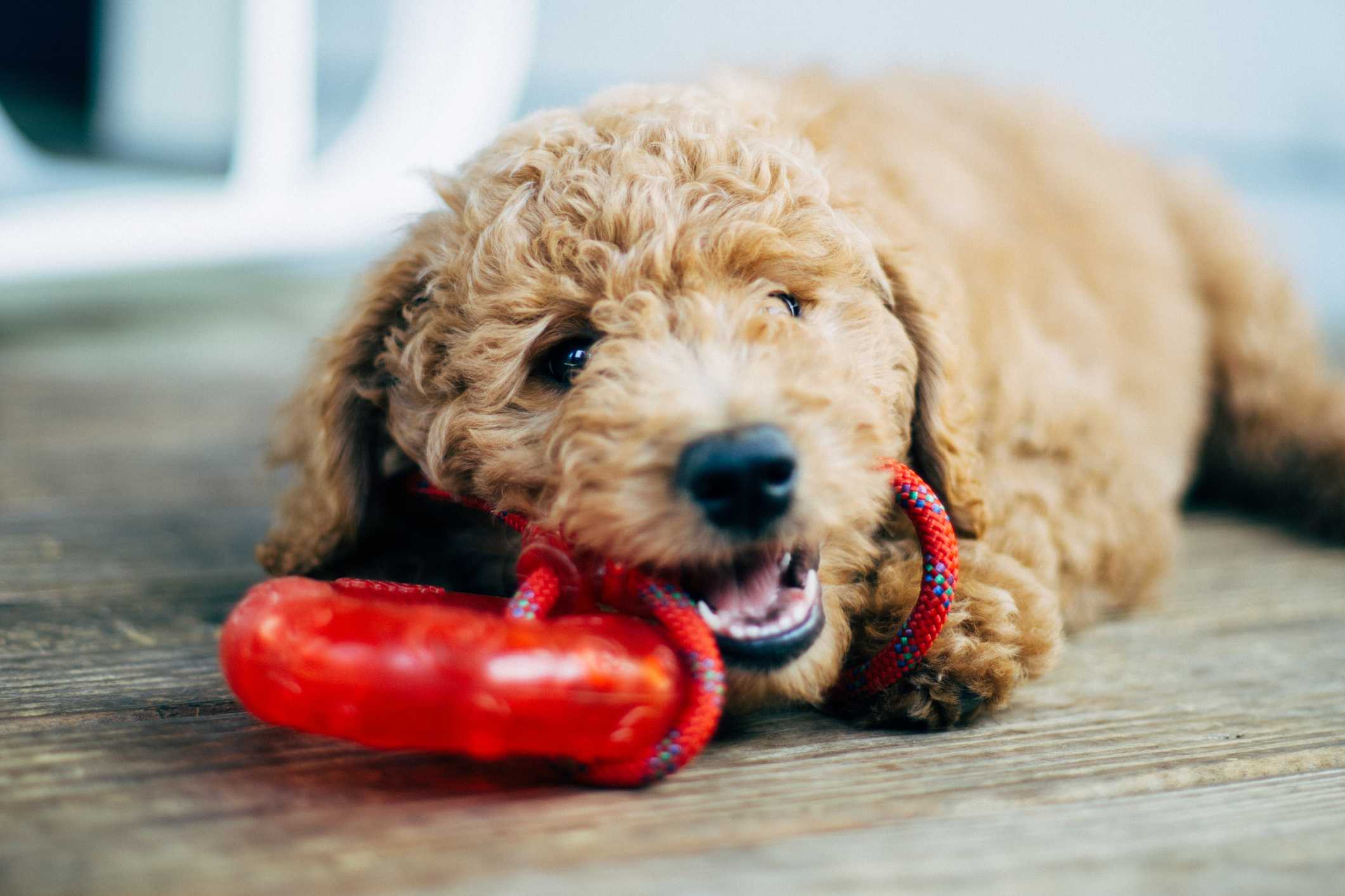 Indestructible dog ball pets clearance at home