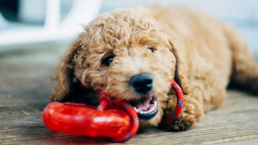 indestructible dog toys — indestructible dog chew toys