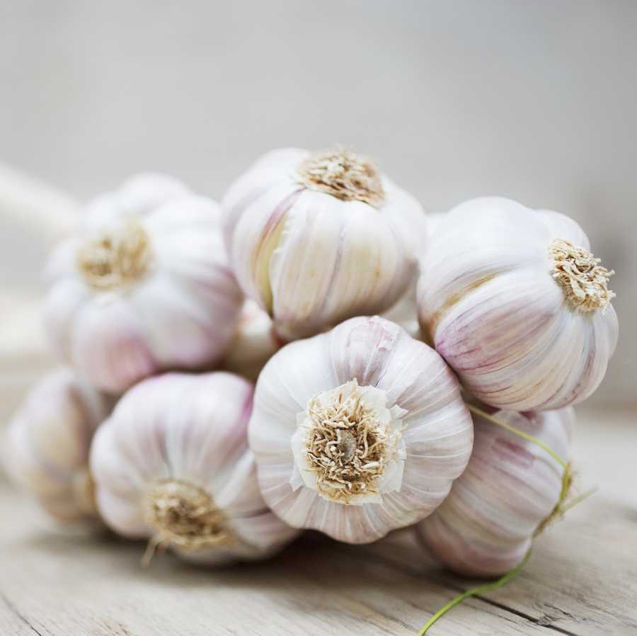 Close up of purple garlic bunch Close up of purple garlic bunch