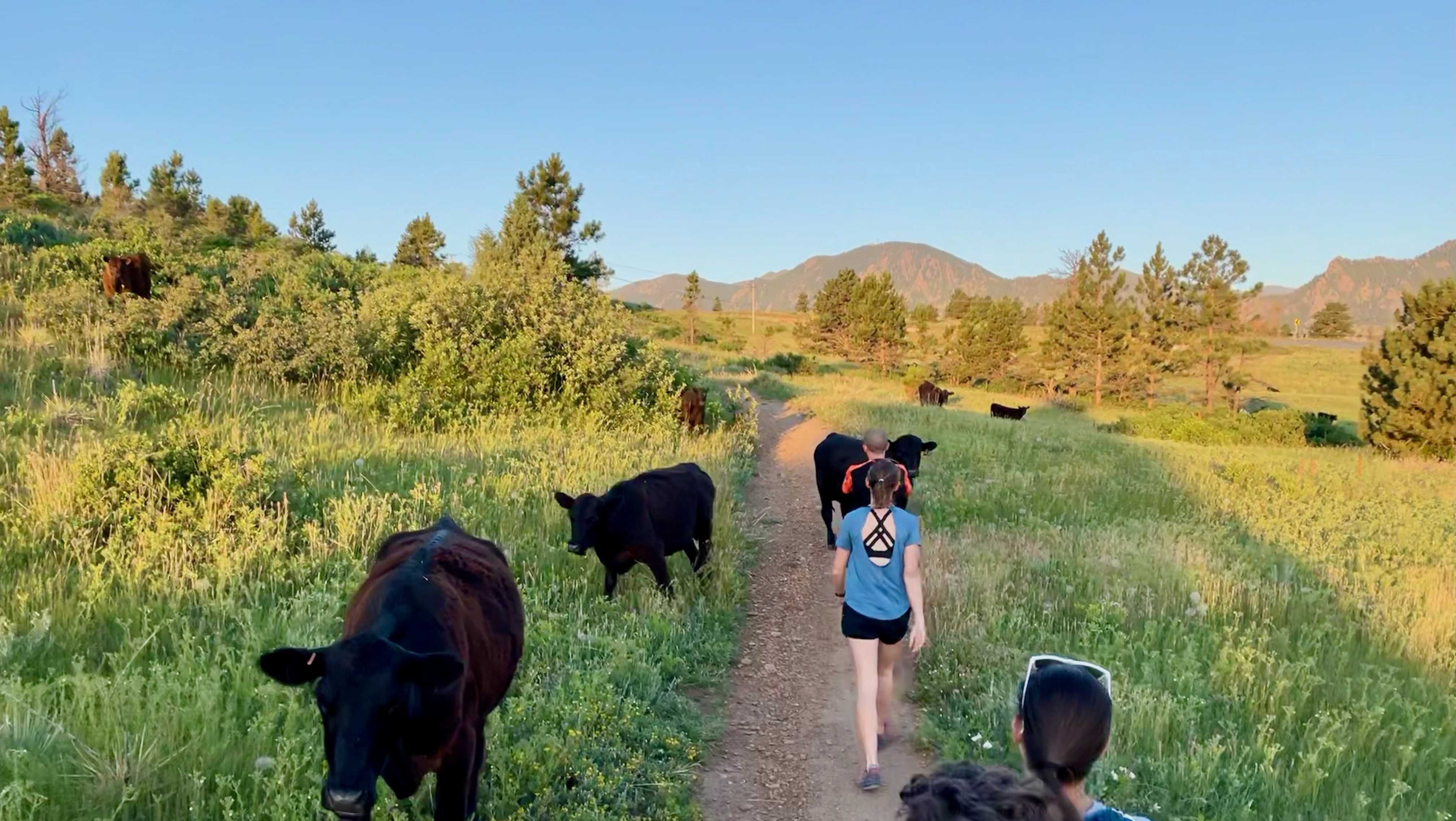 Cows attack runner on popular trail - Vimarsana News