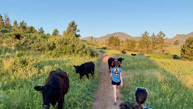 Cows attack runner on popular trail - Vimarsana News