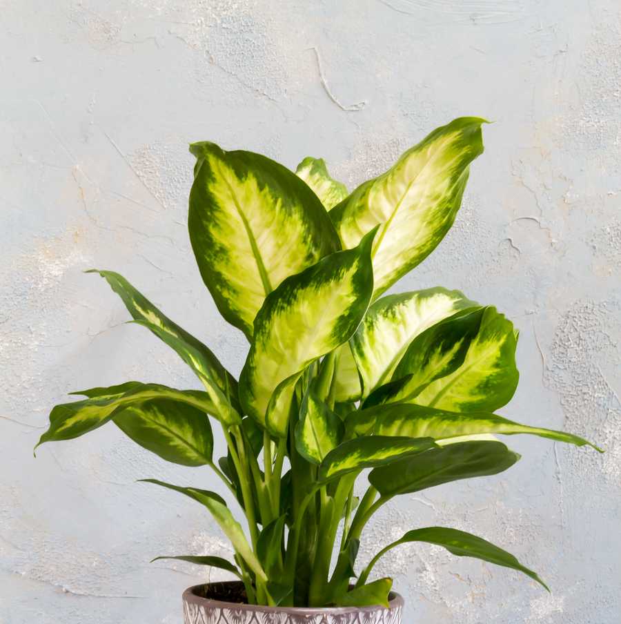 dieffenbachia camilla in patterned pot