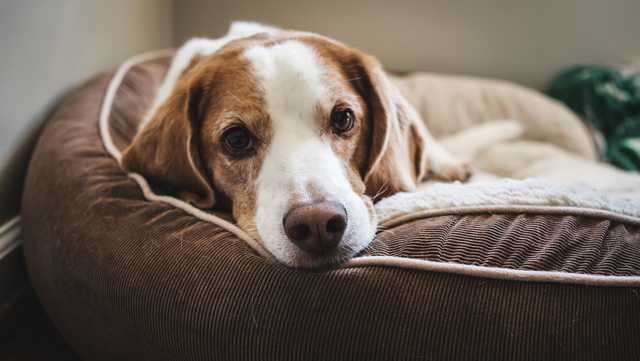 Study: Dogs can smell when humans are stressed - Vimarsana News