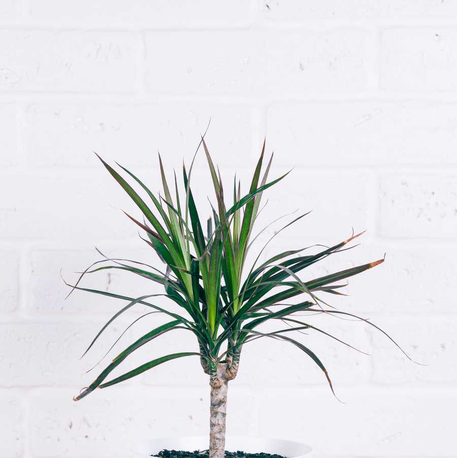 best bedroom plants dracaena in white